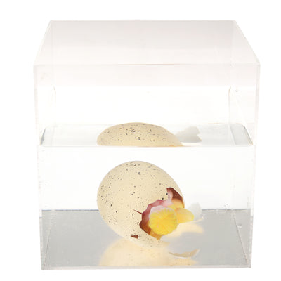 Giant Hatching Fairy Egg