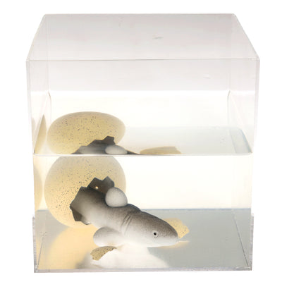 Giant Hatching Shark Egg