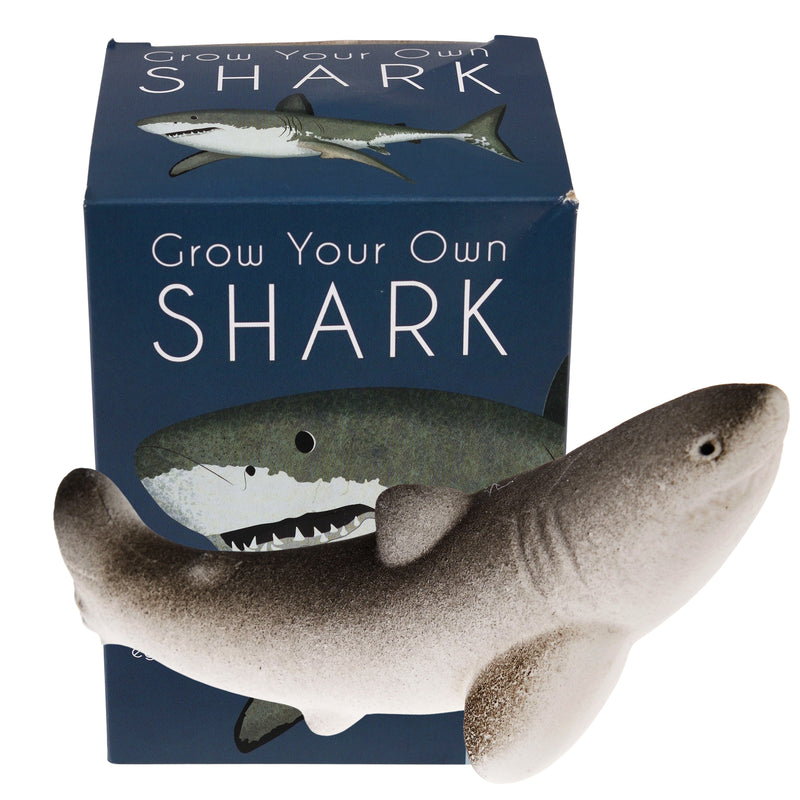 Giant Hatching Shark Egg