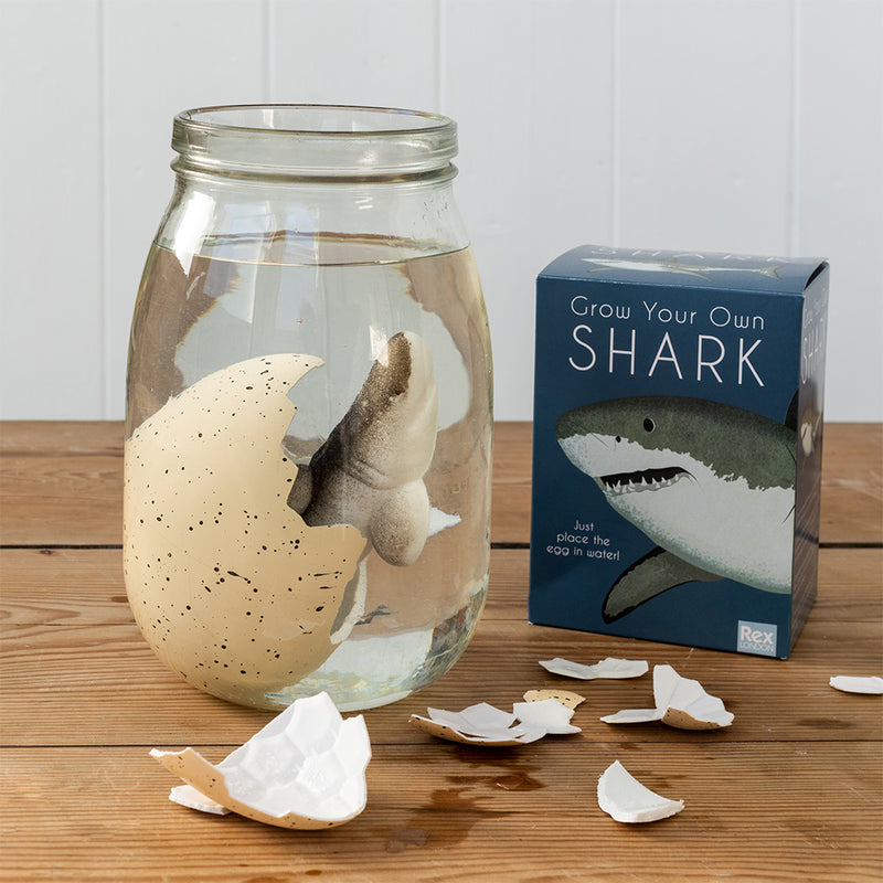 Giant Hatching Shark Egg