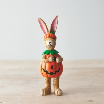 Jasper Pumpkin Rabbit