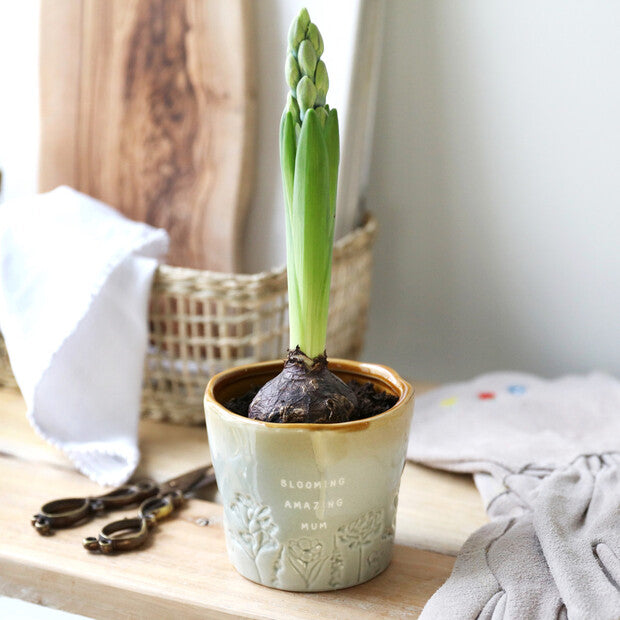 Blooming Amazing Mum Planter